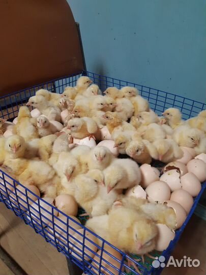 Бройлер, утята, молодка