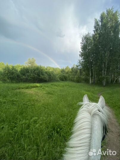 Прокат лошадей, конные прогулки