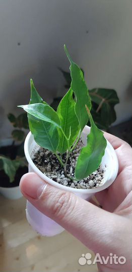 Фикус анастасия