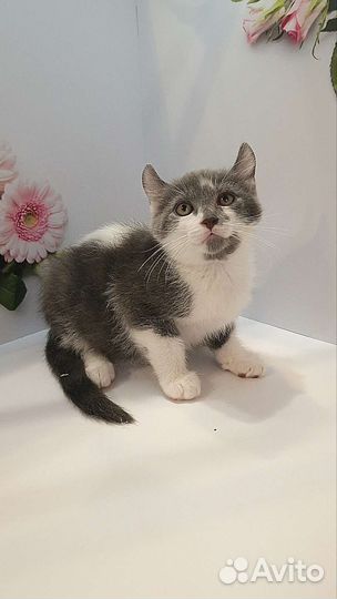 Американский керл котята