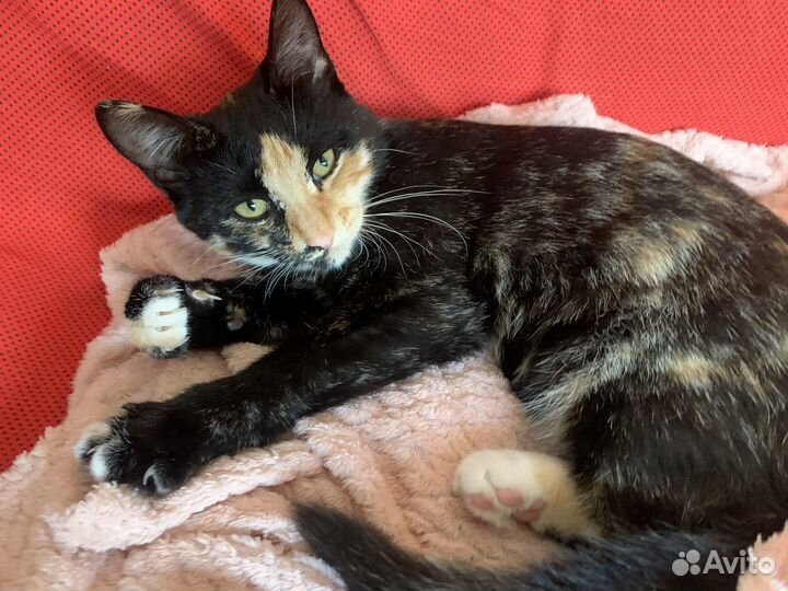 Котенок 3,5 месяца