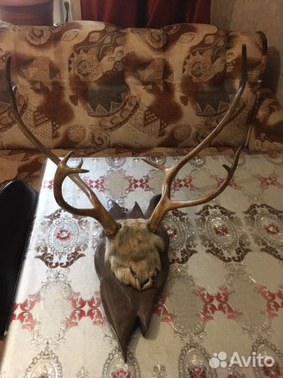 Рога оленя