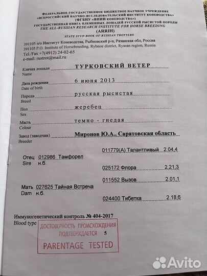 Жеребец рысак