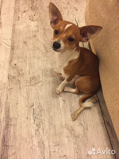 Ищем девочку для случки