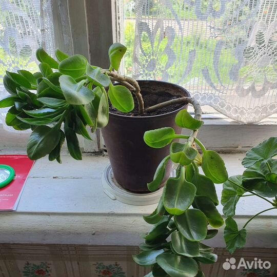 Комнатные растения цветы