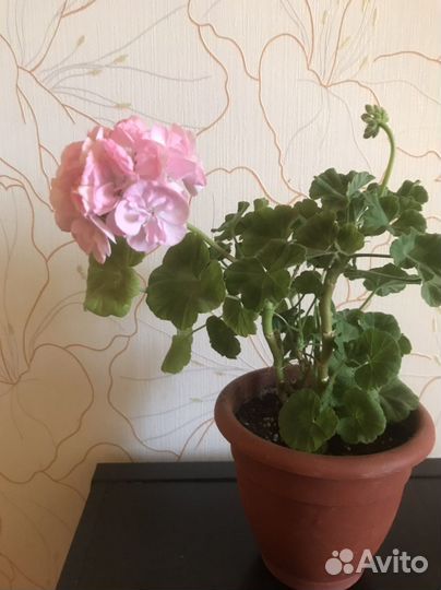 Пеларгония герань зональная, королевская