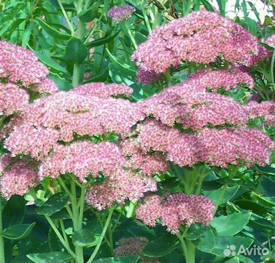 Растения для сада