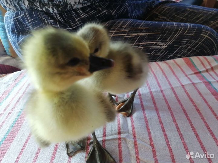 Гусята, утята