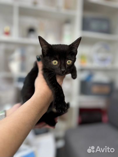 Котёнок девочка