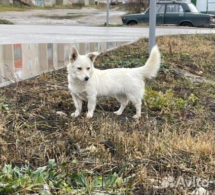 Белка в добрые руки