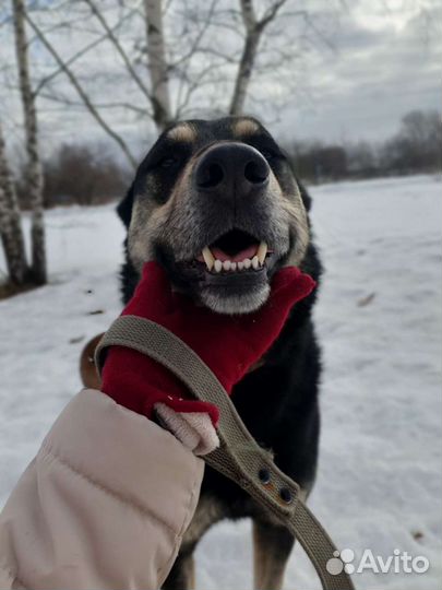 Собаку-улыбаку Макса совсем никто не замечает