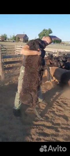 Гиссарские бараны