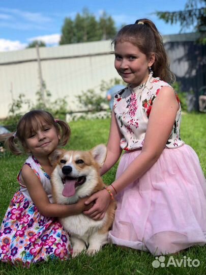 Фото сессия, праздники с королевскими корги