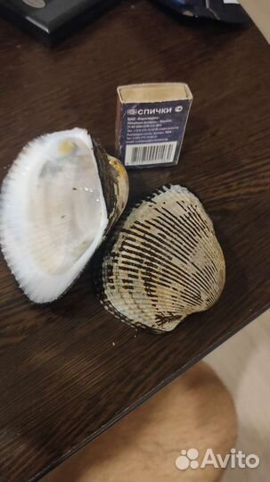 Ракушка анадара, раковина анадара