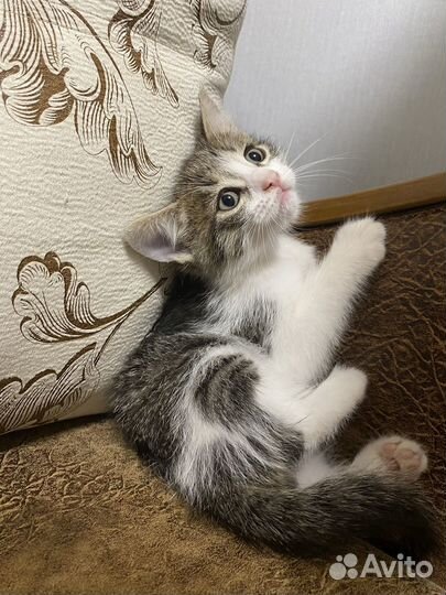 Котенок мальчик бесплатно