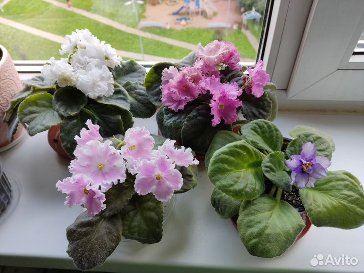 Фиалка рассада