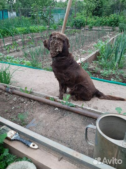 Кокер спаниель вязка
