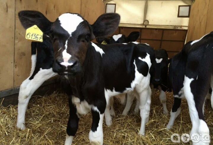 Бычки,телята