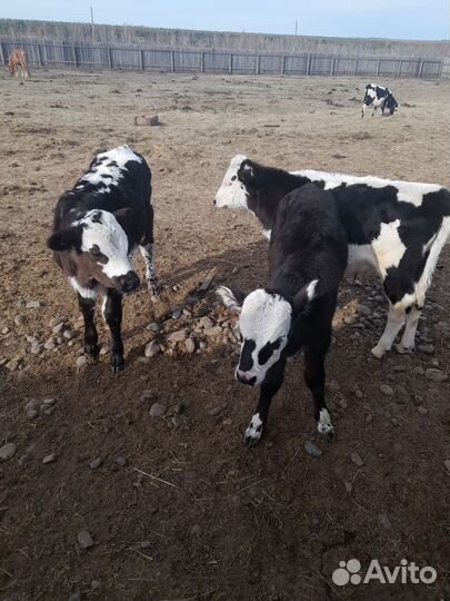 Корова,телята