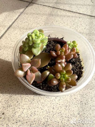 Излишки суккулентов