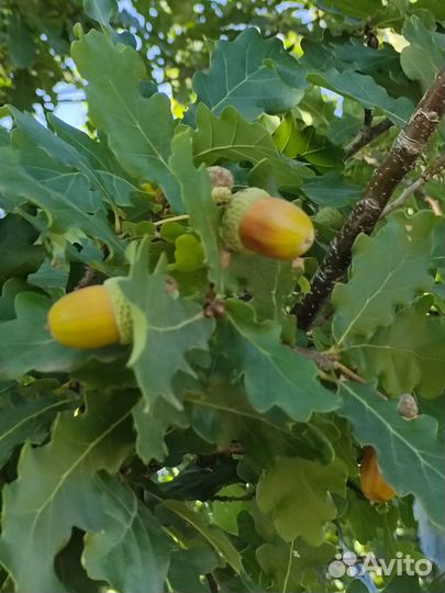 Жёлуди Дуба черешчатого