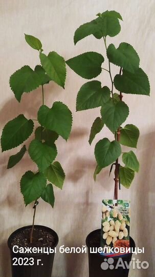 Саженцы шелковицы (тутовое дерево)