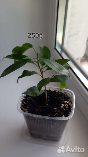 Фикус микрокарпа