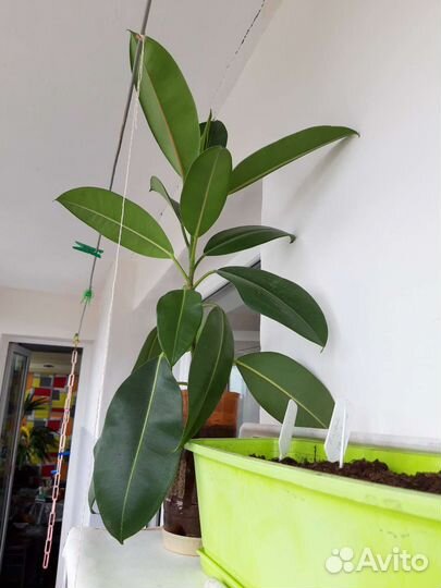 Фикус каучуконосный