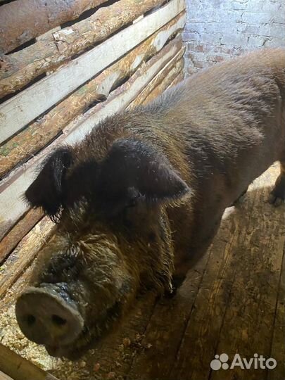 Услуги хряка чистокровного Дюрка