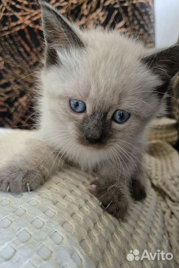 Красивые котята