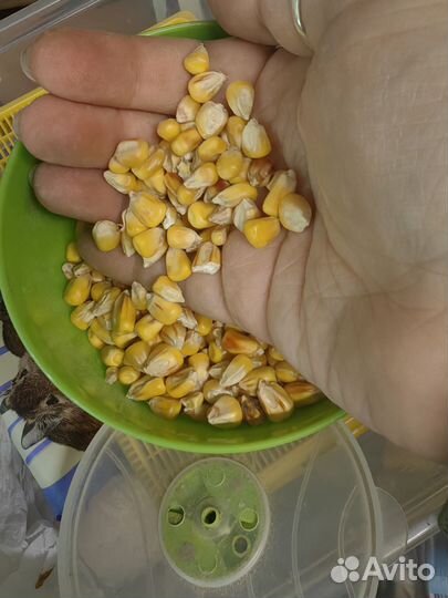 Корм для дегу