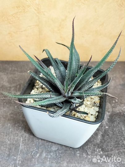 Хавортия margaritifera (жемчужная)