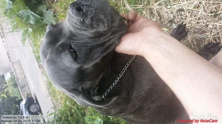 Щенки кане корсо
