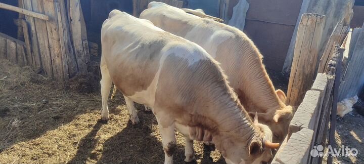 Продаем 3 тёлки и 4 баранчика