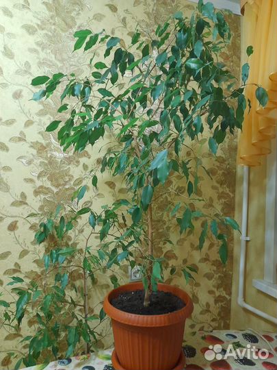 Бенджамина