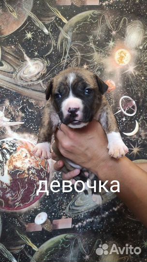 Собака