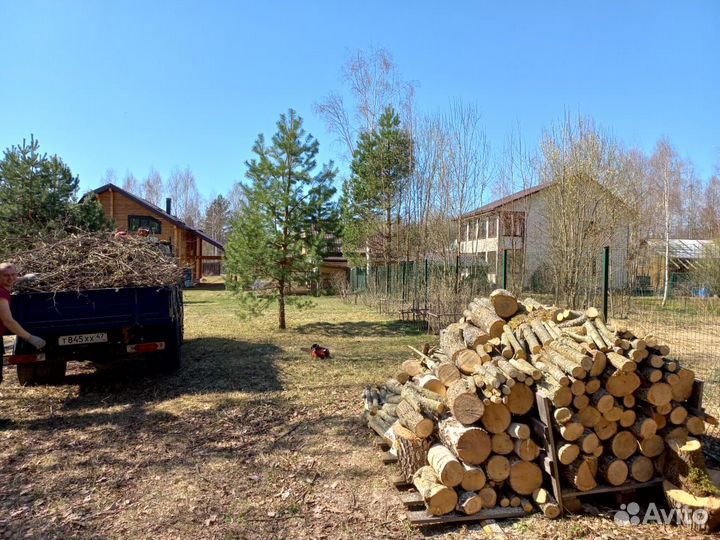 Спил деревьев