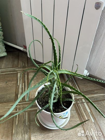 Алоэ лекарственный