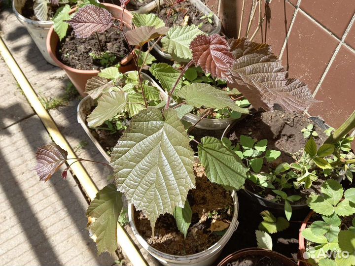 Саженцы винограда, ежевики, лещины - фундука, горт