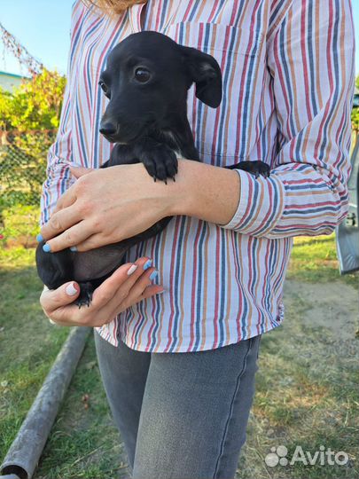 Щенок от маленькой собачки из приюта