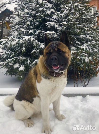 Американская Акита