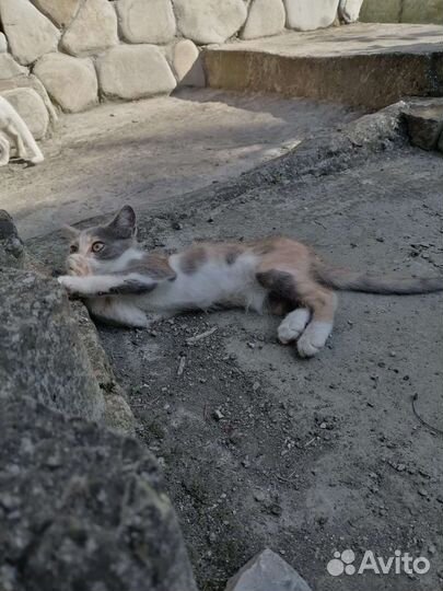 Кошка Булка, готова стать домашней