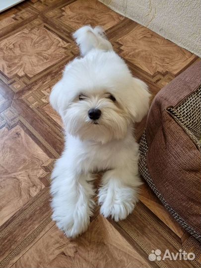 Мальтезе Вязка