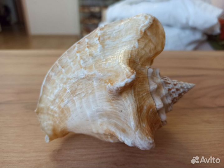 Морская раковина