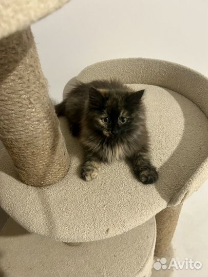 Сибирская черепаха