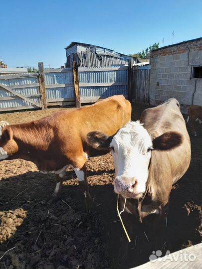 Первотелки