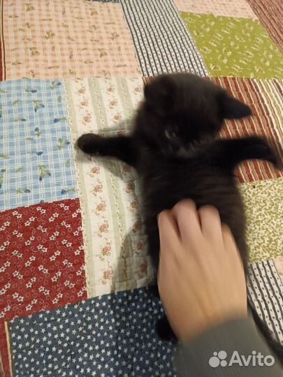 Котята в дар