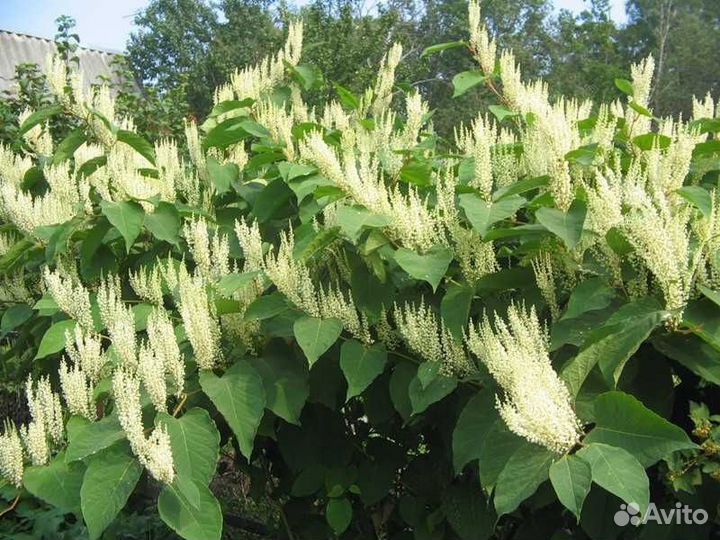 Бамбук садовый