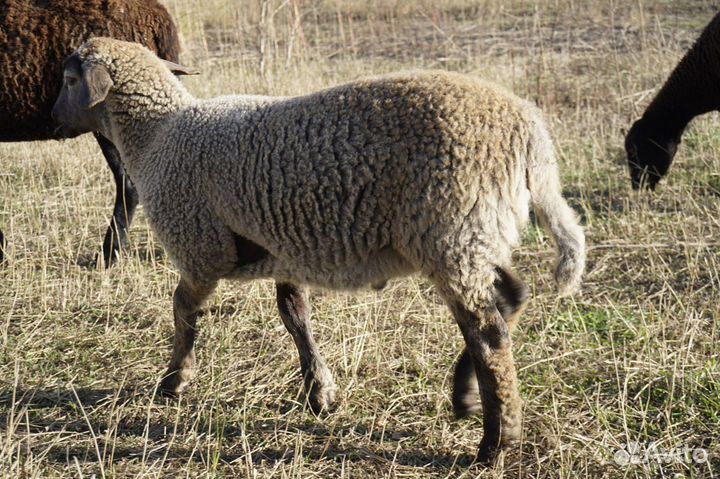 Баранчик Суффолк / Дорпер