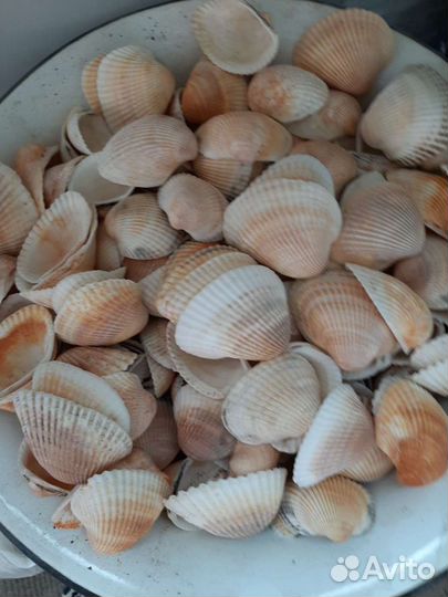 Ракушка Кунарка крупная